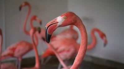 Flamingos