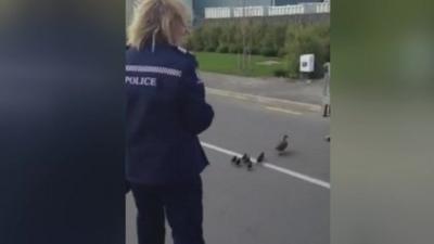 Police officer and ducklings