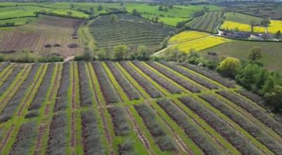 Heineken chopped down thousands of apple trees
