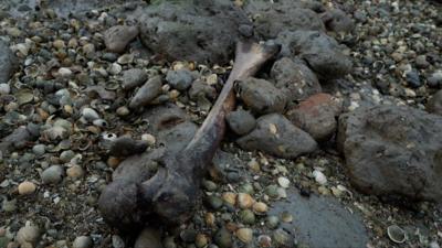 Human remains at Deadman's Island in Sheerness