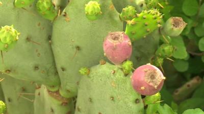 Cactus plant