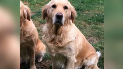 Hattie the golden retriever