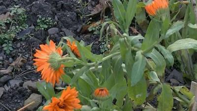 Llangollen Community Garden