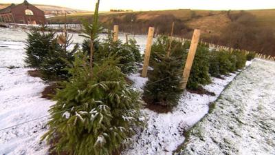 Christmas trees in field