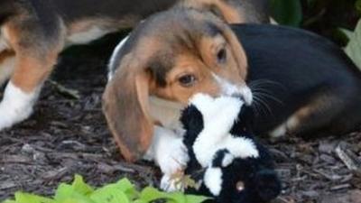 Two of seven puppies born through IVF