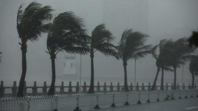 Palm trees blowing in strong wind