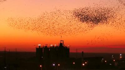 Birds from Russia and eastern Europe form what is known as murmurations, grouping together to create a spectacular show in the Middle Eastern sunset