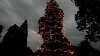 Wakehurst Christmas tree