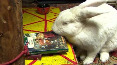 Bunny and a book