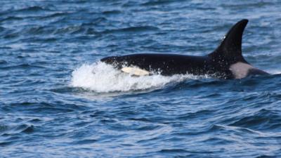 An Orca whale.