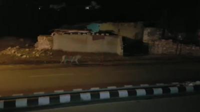 A lion walks down the road in Junagadh city