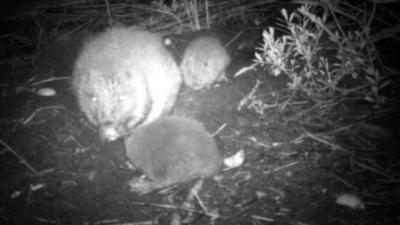 Beaver and two kits