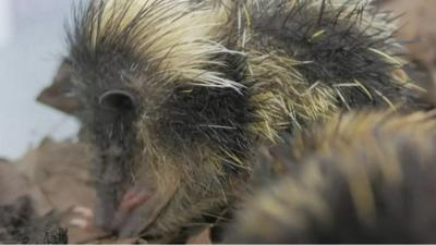 This may look like a cross between a mouse and a hedgehog, but it's actually more closely related to an elephant!