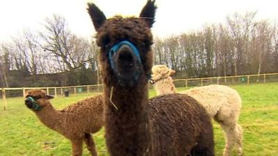 An alpaca at the school in Worcester