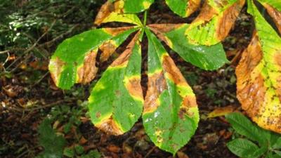 Horse chestnut leaves that have been eaten by the moths.
