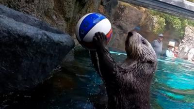 Otter playing basketball