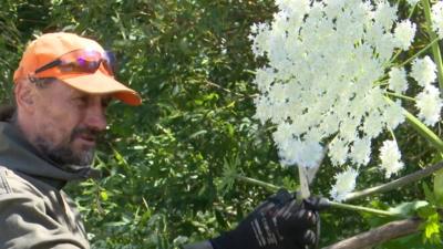 Oskars Mezhniyeks clipping hogweed flowers