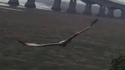 The lammergeier vulture near the second Severn Crossing