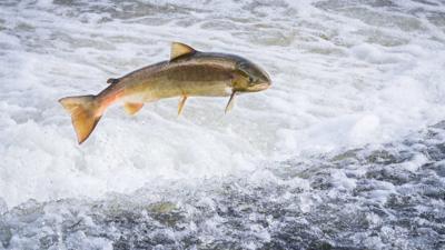 Salmon are abandoning Welsh rivers because as waters become warmer, warn experts