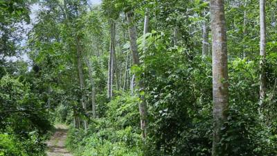 A forest in Ghana