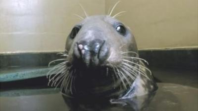 A seal, named in honour of Sir David Attenborough, beats extreme neck injury from beach plastic.