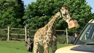 West Midlands Safari Park giraffe