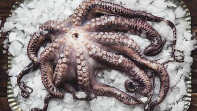 Octopus on ice