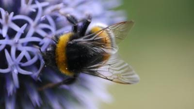 Buff-tailed Bumblebee