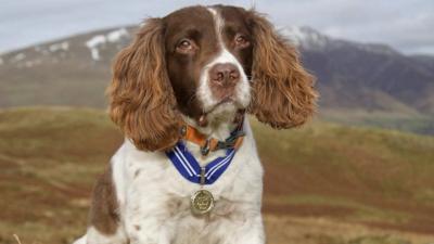 Hundreds of thousands of people have seen videos of a therapy dog called Max and his Lake District walks.