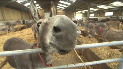 Donkey dentist