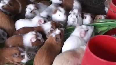 Guinea Pigs