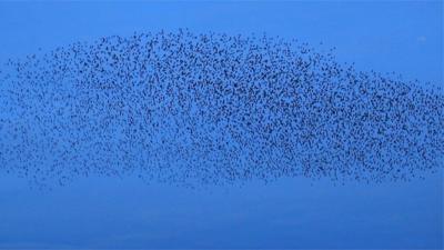 Starlings murmuration