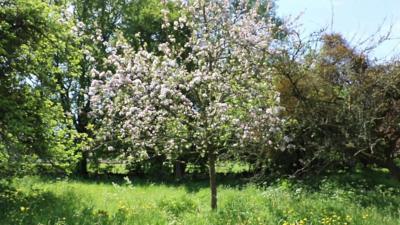 Barrington Court orchard