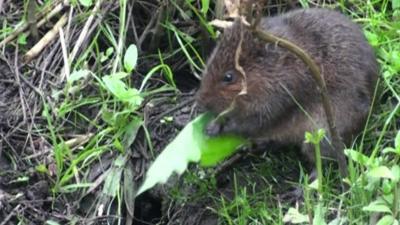 Water vole