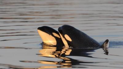 Two killer whales (c) Kenneth Balcomb/Center for Whale Research