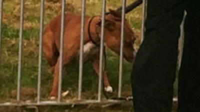 Dog that attacked children in park