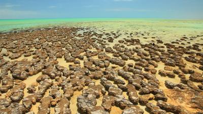 Stromatolites