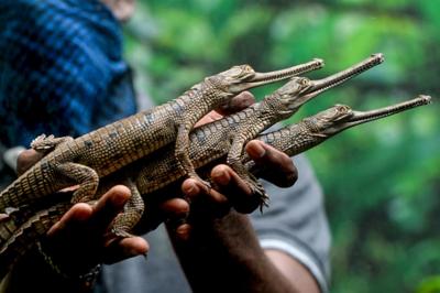 Gharials or fish-eating corocodiles