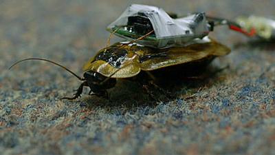 A Central American Giant Cave cockroach fitted with an electronic device