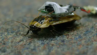 Could 'cyborg' cockroaches help in nuclear disasters? - BBC News