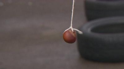 A conker on a string