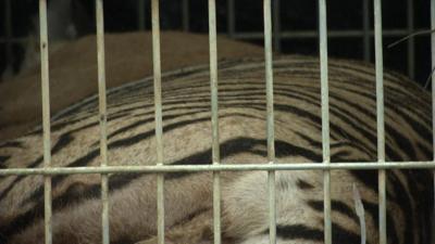 A tiger pictured behind cage bars