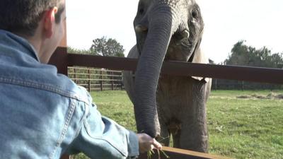 Joey feeding an elephant