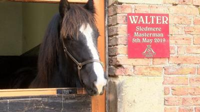 Walter the horse