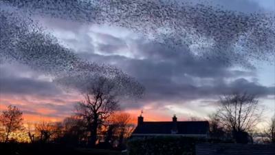 Murmuration in Northamptonshire