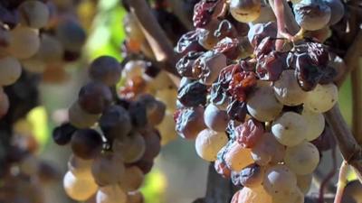 Bunches of bruised grapes