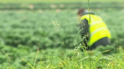 Worker in the field