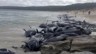 Stranded whales