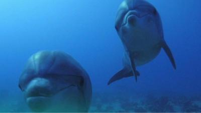 Two dolphins.