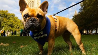 Sir David Amess' dog Vivienne wins Westminster Dog of the Year Competition